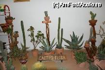 [P23] Alţi cactuşi, unele din plantele mele preferate. » foto by Costi
 - 
<span class="allrVoted glyphicon glyphicon-heart hidden" id="av64821"></span>
<a class="m-l-10 hidden" id="sv64821" onclick="voting_Foto_DelVot(,64821,18372)" role="button">șterge vot <span class="glyphicon glyphicon-remove"></span></a>
<a id="v964821" class=" c-red"  onclick="voting_Foto_SetVot(64821)" role="button"><span class="glyphicon glyphicon-heart-empty"></span> <b>LIKE</b> = Votează poza</a> <img class="hidden"  id="f64821W9" src="/imagini/loader.gif" border="0" /><span class="AjErrMes hidden" id="e64821ErM"></span>