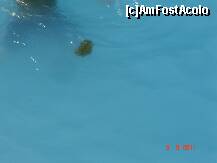 [P17] Una dintre locatarele caruia i-am deranjat 'siesta'-meduza » foto by moni_aia_mica
 - 
<span class="allrVoted glyphicon glyphicon-heart hidden" id="av259229"></span>
<a class="m-l-10 hidden" id="sv259229" onclick="voting_Foto_DelVot(,259229,18547)" role="button">șterge vot <span class="glyphicon glyphicon-remove"></span></a>
<a id="v9259229" class=" c-red"  onclick="voting_Foto_SetVot(259229)" role="button"><span class="glyphicon glyphicon-heart-empty"></span> <b>LIKE</b> = Votează poza</a> <img class="hidden"  id="f259229W9" src="/imagini/loader.gif" border="0" /><span class="AjErrMes hidden" id="e259229ErM"></span>