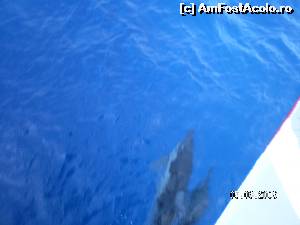 [P48] Delfinii jucausi apareau si dispareau, insa n-am putut delos sa-i surprind sarind » foto by irinad
 - 
<span class="allrVoted glyphicon glyphicon-heart hidden" id="av602160"></span>
<a class="m-l-10 hidden" id="sv602160" onclick="voting_Foto_DelVot(,602160,18547)" role="button">șterge vot <span class="glyphicon glyphicon-remove"></span></a>
<a id="v9602160" class=" c-red"  onclick="voting_Foto_SetVot(602160)" role="button"><span class="glyphicon glyphicon-heart-empty"></span> <b>LIKE</b> = Votează poza</a> <img class="hidden"  id="f602160W9" src="/imagini/loader.gif" border="0" /><span class="AjErrMes hidden" id="e602160ErM"></span>