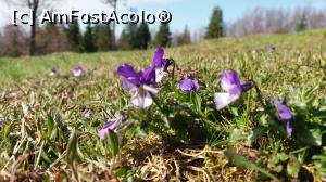 P06 [APR-2016] Flori de munte in Poiana Seroni