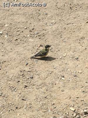 [P17] O pasăre preistorică, doar am fotografiat-o în poarta Dino Parc-ului. Cred că este un Pterodactilus, așa simt io! Sau, vreun pițigoi, spuneți voi ? » foto by Yersinia Pestis
 - 
<span class="allrVoted glyphicon glyphicon-heart hidden" id="av897926"></span>
<a class="m-l-10 hidden" id="sv897926" onclick="voting_Foto_DelVot(,897926,18661)" role="button">șterge vot <span class="glyphicon glyphicon-remove"></span></a>
<a id="v9897926" class=" c-red"  onclick="voting_Foto_SetVot(897926)" role="button"><span class="glyphicon glyphicon-heart-empty"></span> <b>LIKE</b> = Votează poza</a> <img class="hidden"  id="f897926W9" src="/imagini/loader.gif" border="0" /><span class="AjErrMes hidden" id="e897926ErM"></span>