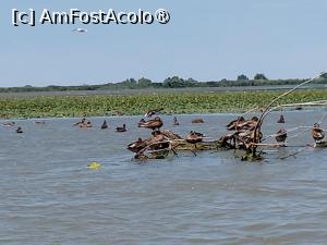 [P16] Delta Dunarii, habitat de pasari » foto by Yolanda
 - 
<span class="allrVoted glyphicon glyphicon-heart hidden" id="av1541325"></span>
<a class="m-l-10 hidden" id="sv1541325" onclick="voting_Foto_DelVot(,1541325,18727)" role="button">șterge vot <span class="glyphicon glyphicon-remove"></span></a>
<a id="v91541325" class=" c-red"  onclick="voting_Foto_SetVot(1541325)" role="button"><span class="glyphicon glyphicon-heart-empty"></span> <b>LIKE</b> = Votează poza</a> <img class="hidden"  id="f1541325W9" src="/imagini/loader.gif" border="0" /><span class="AjErrMes hidden" id="e1541325ErM"></span>