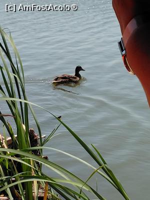 [P20] Delta Dunarii, habitat de pasari » foto by Yolanda
 - 
<span class="allrVoted glyphicon glyphicon-heart hidden" id="av1541329"></span>
<a class="m-l-10 hidden" id="sv1541329" onclick="voting_Foto_DelVot(,1541329,18727)" role="button">șterge vot <span class="glyphicon glyphicon-remove"></span></a>
<a id="v91541329" class=" c-red"  onclick="voting_Foto_SetVot(1541329)" role="button"><span class="glyphicon glyphicon-heart-empty"></span> <b>LIKE</b> = Votează poza</a> <img class="hidden"  id="f1541329W9" src="/imagini/loader.gif" border="0" /><span class="AjErrMes hidden" id="e1541329ErM"></span>