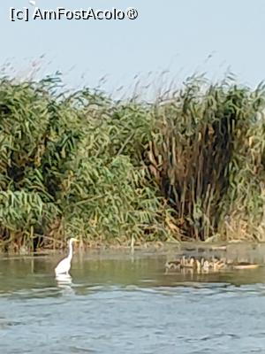 [P21] Delta Dunarii, habitat de pasari, egreta » foto by Yolanda
 - 
<span class="allrVoted glyphicon glyphicon-heart hidden" id="av1541330"></span>
<a class="m-l-10 hidden" id="sv1541330" onclick="voting_Foto_DelVot(,1541330,18727)" role="button">șterge vot <span class="glyphicon glyphicon-remove"></span></a>
<a id="v91541330" class=" c-red"  onclick="voting_Foto_SetVot(1541330)" role="button"><span class="glyphicon glyphicon-heart-empty"></span> <b>LIKE</b> = Votează poza</a> <img class="hidden"  id="f1541330W9" src="/imagini/loader.gif" border="0" /><span class="AjErrMes hidden" id="e1541330ErM"></span>