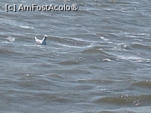 [P23] Delta Dunarii, habitat de pasari » foto by Yolanda
 - 
<span class="allrVoted glyphicon glyphicon-heart hidden" id="av1541332"></span>
<a class="m-l-10 hidden" id="sv1541332" onclick="voting_Foto_DelVot(,1541332,18727)" role="button">șterge vot <span class="glyphicon glyphicon-remove"></span></a>
<a id="v91541332" class=" c-red"  onclick="voting_Foto_SetVot(1541332)" role="button"><span class="glyphicon glyphicon-heart-empty"></span> <b>LIKE</b> = Votează poza</a> <img class="hidden"  id="f1541332W9" src="/imagini/loader.gif" border="0" /><span class="AjErrMes hidden" id="e1541332ErM"></span>