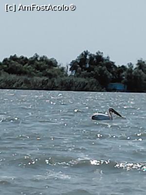 [P25] pelicanul solitar » foto by Yolanda
 - 
<span class="allrVoted glyphicon glyphicon-heart hidden" id="av1541334"></span>
<a class="m-l-10 hidden" id="sv1541334" onclick="voting_Foto_DelVot(,1541334,18727)" role="button">șterge vot <span class="glyphicon glyphicon-remove"></span></a>
<a id="v91541334" class=" c-red"  onclick="voting_Foto_SetVot(1541334)" role="button"><span class="glyphicon glyphicon-heart-empty"></span> <b>LIKE</b> = Votează poza</a> <img class="hidden"  id="f1541334W9" src="/imagini/loader.gif" border="0" /><span class="AjErrMes hidden" id="e1541334ErM"></span>