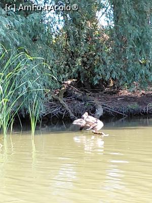[P30] Delta Dunarii, habitat de pasari » foto by Yolanda
 - 
<span class="allrVoted glyphicon glyphicon-heart hidden" id="av1541339"></span>
<a class="m-l-10 hidden" id="sv1541339" onclick="voting_Foto_DelVot(,1541339,18727)" role="button">șterge vot <span class="glyphicon glyphicon-remove"></span></a>
<a id="v91541339" class=" c-red"  onclick="voting_Foto_SetVot(1541339)" role="button"><span class="glyphicon glyphicon-heart-empty"></span> <b>LIKE</b> = Votează poza</a> <img class="hidden"  id="f1541339W9" src="/imagini/loader.gif" border="0" /><span class="AjErrMes hidden" id="e1541339ErM"></span>