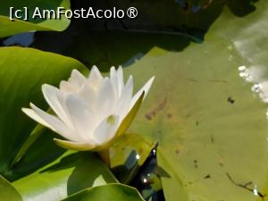 [P33] perfectiunea naturii într-un nufar » foto by Yolanda
 - 
<span class="allrVoted glyphicon glyphicon-heart hidden" id="av1541342"></span>
<a class="m-l-10 hidden" id="sv1541342" onclick="voting_Foto_DelVot(,1541342,18727)" role="button">șterge vot <span class="glyphicon glyphicon-remove"></span></a>
<a id="v91541342" class=" c-red"  onclick="voting_Foto_SetVot(1541342)" role="button"><span class="glyphicon glyphicon-heart-empty"></span> <b>LIKE</b> = Votează poza</a> <img class="hidden"  id="f1541342W9" src="/imagini/loader.gif" border="0" /><span class="AjErrMes hidden" id="e1541342ErM"></span>