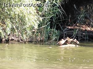 [P37] Delta Dunarii, habitat de pasari » foto by Yolanda
 - 
<span class="allrVoted glyphicon glyphicon-heart hidden" id="av1541346"></span>
<a class="m-l-10 hidden" id="sv1541346" onclick="voting_Foto_DelVot(,1541346,18727)" role="button">șterge vot <span class="glyphicon glyphicon-remove"></span></a>
<a id="v91541346" class=" c-red"  onclick="voting_Foto_SetVot(1541346)" role="button"><span class="glyphicon glyphicon-heart-empty"></span> <b>LIKE</b> = Votează poza</a> <img class="hidden"  id="f1541346W9" src="/imagini/loader.gif" border="0" /><span class="AjErrMes hidden" id="e1541346ErM"></span>