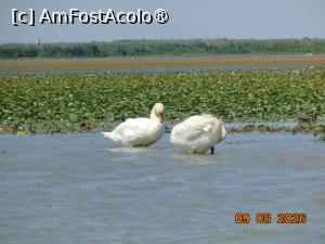 [P52] Delta Dunarii, habitat de pasari » foto by Yolanda
 - 
<span class="allrVoted glyphicon glyphicon-heart hidden" id="av1541361"></span>
<a class="m-l-10 hidden" id="sv1541361" onclick="voting_Foto_DelVot(,1541361,18727)" role="button">șterge vot <span class="glyphicon glyphicon-remove"></span></a>
<a id="v91541361" class=" c-red"  onclick="voting_Foto_SetVot(1541361)" role="button"><span class="glyphicon glyphicon-heart-empty"></span> <b>LIKE</b> = Votează poza</a> <img class="hidden"  id="f1541361W9" src="/imagini/loader.gif" border="0" /><span class="AjErrMes hidden" id="e1541361ErM"></span>