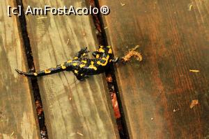 [P03] Salamandra pe aleea de promenada din jurul lacului Ursu » foto by Dana2008
 - 
<span class="allrVoted glyphicon glyphicon-heart hidden" id="av739395"></span>
<a class="m-l-10 hidden" id="sv739395" onclick="voting_Foto_DelVot(,739395,18907)" role="button">șterge vot <span class="glyphicon glyphicon-remove"></span></a>
<a id="v9739395" class=" c-red"  onclick="voting_Foto_SetVot(739395)" role="button"><span class="glyphicon glyphicon-heart-empty"></span> <b>LIKE</b> = Votează poza</a> <img class="hidden"  id="f739395W9" src="/imagini/loader.gif" border="0" /><span class="AjErrMes hidden" id="e739395ErM"></span>