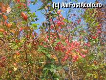 [P15] vara tarzie » foto by dorgo
 - 
<span class="allrVoted glyphicon glyphicon-heart hidden" id="av88776"></span>
<a class="m-l-10 hidden" id="sv88776" onclick="voting_Foto_DelVot(,88776,19028)" role="button">șterge vot <span class="glyphicon glyphicon-remove"></span></a>
<a id="v988776" class=" c-red"  onclick="voting_Foto_SetVot(88776)" role="button"><span class="glyphicon glyphicon-heart-empty"></span> <b>LIKE</b> = Votează poza</a> <img class="hidden"  id="f88776W9" src="/imagini/loader.gif" border="0" /><span class="AjErrMes hidden" id="e88776ErM"></span>