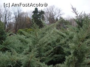 [P14] Am admirat multitudinea de arbuști de la Grădina Botanică din București.  » foto by Floryn81
 - 
<span class="allrVoted glyphicon glyphicon-heart hidden" id="av832402"></span>
<a class="m-l-10 hidden" id="sv832402" onclick="voting_Foto_DelVot(,832402,19622)" role="button">șterge vot <span class="glyphicon glyphicon-remove"></span></a>
<a id="v9832402" class=" c-red"  onclick="voting_Foto_SetVot(832402)" role="button"><span class="glyphicon glyphicon-heart-empty"></span> <b>LIKE</b> = Votează poza</a> <img class="hidden"  id="f832402W9" src="/imagini/loader.gif" border="0" /><span class="AjErrMes hidden" id="e832402ErM"></span>