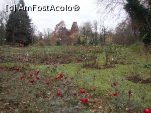 [P15] Câțiva trandafiri se încăpățânau încă să reziste și să ne ”spună” că aici este Rosariumul.  » foto by Floryn81
 - 
<span class="allrVoted glyphicon glyphicon-heart hidden" id="av832403"></span>
<a class="m-l-10 hidden" id="sv832403" onclick="voting_Foto_DelVot(,832403,19622)" role="button">șterge vot <span class="glyphicon glyphicon-remove"></span></a>
<a id="v9832403" class=" c-red"  onclick="voting_Foto_SetVot(832403)" role="button"><span class="glyphicon glyphicon-heart-empty"></span> <b>LIKE</b> = Votează poza</a> <img class="hidden"  id="f832403W9" src="/imagini/loader.gif" border="0" /><span class="AjErrMes hidden" id="e832403ErM"></span>