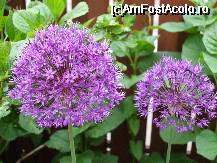 [P2x] alium (ceapa ornamentala) » foto by Cristian_h*
 - 
<span class="allrVoted glyphicon glyphicon-heart hidden" id="av33845"></span>
<a class="m-l-10 hidden" id="sv33845" onclick="voting_Foto_DelVot(,33845,19622)" role="button">șterge vot <span class="glyphicon glyphicon-remove"></span></a>
<a id="v933845" class=" c-red"  onclick="voting_Foto_SetVot(33845)" role="button"><span class="glyphicon glyphicon-heart-empty"></span> <b>LIKE</b> = Votează poza</a> <img class="hidden"  id="f33845W9" src="/imagini/loader.gif" border="0" /><span class="AjErrMes hidden" id="e33845ErM"></span>