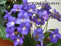 [P4x] streptocarpus » foto by Cristian_h*
 - 
<span class="allrVoted glyphicon glyphicon-heart hidden" id="av33849"></span>
<a class="m-l-10 hidden" id="sv33849" onclick="voting_Foto_DelVot(,33849,19622)" role="button">șterge vot <span class="glyphicon glyphicon-remove"></span></a>
<a id="v933849" class=" c-red"  onclick="voting_Foto_SetVot(33849)" role="button"><span class="glyphicon glyphicon-heart-empty"></span> <b>LIKE</b> = Votează poza</a> <img class="hidden"  id="f33849W9" src="/imagini/loader.gif" border="0" /><span class="AjErrMes hidden" id="e33849ErM"></span>