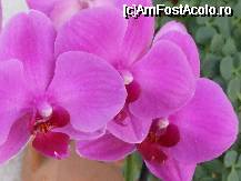 [P41x] Phalenopsis - pentru mine este orhidea ideala fiindca florile dureaza 3/4 luni » foto by Cristian_h*
 - 
<span class="allrVoted glyphicon glyphicon-heart hidden" id="av33889"></span>
<a class="m-l-10 hidden" id="sv33889" onclick="voting_Foto_DelVot(,33889,19622)" role="button">șterge vot <span class="glyphicon glyphicon-remove"></span></a>
<a id="v933889" class=" c-red"  onclick="voting_Foto_SetVot(33889)" role="button"><span class="glyphicon glyphicon-heart-empty"></span> <b>LIKE</b> = Votează poza</a> <img class="hidden"  id="f33889W9" src="/imagini/loader.gif" border="0" /><span class="AjErrMes hidden" id="e33889ErM"></span>