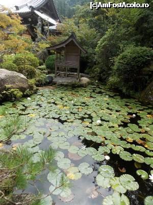 [P38] Miyajima, Templul Daisho-in, grădină cu flori de lotus lângă Sala Kannon, în plan stânga îndepărtat se vede sala Chokugan-do cu cei 1000 Fudo » foto by mprofeanu
 - 
<span class="allrVoted glyphicon glyphicon-heart hidden" id="av696777"></span>
<a class="m-l-10 hidden" id="sv696777" onclick="voting_Foto_DelVot(,696777,19733)" role="button">șterge vot <span class="glyphicon glyphicon-remove"></span></a>
<a id="v9696777" class=" c-red"  onclick="voting_Foto_SetVot(696777)" role="button"><span class="glyphicon glyphicon-heart-empty"></span> <b>LIKE</b> = Votează poza</a> <img class="hidden"  id="f696777W9" src="/imagini/loader.gif" border="0" /><span class="AjErrMes hidden" id="e696777ErM"></span>