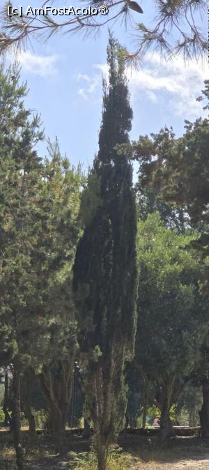 [P56] 56 .... unde admir un falnic chiparos. » foto by msnd
 - 
<span class="allrVoted glyphicon glyphicon-heart hidden" id="av1503814"></span>
<a class="m-l-10 hidden" id="sv1503814" onclick="voting_Foto_DelVot(,1503814,19760)" role="button">șterge vot <span class="glyphicon glyphicon-remove"></span></a>
<a id="v91503814" class=" c-red"  onclick="voting_Foto_SetVot(1503814)" role="button"><span class="glyphicon glyphicon-heart-empty"></span> <b>LIKE</b> = Votează poza</a> <img class="hidden"  id="f1503814W9" src="/imagini/loader.gif" border="0" /><span class="AjErrMes hidden" id="e1503814ErM"></span>