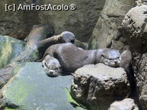 [P20] Dubai Undewater Zoo » foto by AZE
 - 
<span class="allrVoted glyphicon glyphicon-heart hidden" id="av1483351"></span>
<a class="m-l-10 hidden" id="sv1483351" onclick="voting_Foto_DelVot(,1483351,19983)" role="button">șterge vot <span class="glyphicon glyphicon-remove"></span></a>
<a id="v91483351" class=" c-red"  onclick="voting_Foto_SetVot(1483351)" role="button"><span class="glyphicon glyphicon-heart-empty"></span> <b>LIKE</b> = Votează poza</a> <img class="hidden"  id="f1483351W9" src="/imagini/loader.gif" border="0" /><span class="AjErrMes hidden" id="e1483351ErM"></span>