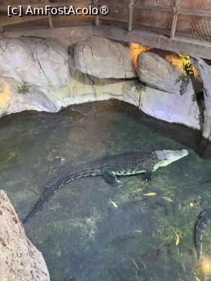 [P59] Dubai Undewater Zoo » foto by AZE
 - 
<span class="allrVoted glyphicon glyphicon-heart hidden" id="av1483390"></span>
<a class="m-l-10 hidden" id="sv1483390" onclick="voting_Foto_DelVot(,1483390,19983)" role="button">șterge vot <span class="glyphicon glyphicon-remove"></span></a>
<a id="v91483390" class=" c-red"  onclick="voting_Foto_SetVot(1483390)" role="button"><span class="glyphicon glyphicon-heart-empty"></span> <b>LIKE</b> = Votează poza</a> <img class="hidden"  id="f1483390W9" src="/imagini/loader.gif" border="0" /><span class="AjErrMes hidden" id="e1483390ErM"></span>