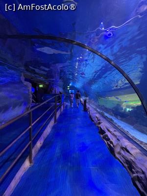[P06] Dubai Undewater Zoo,un alt tunel subacvatic » foto by AZE
 - 
<span class="allrVoted glyphicon glyphicon-heart hidden" id="av1483337"></span>
<a class="m-l-10 hidden" id="sv1483337" onclick="voting_Foto_DelVot(,1483337,19983)" role="button">șterge vot <span class="glyphicon glyphicon-remove"></span></a>
<a id="v91483337" class=" c-red"  onclick="voting_Foto_SetVot(1483337)" role="button"><span class="glyphicon glyphicon-heart-empty"></span> <b>LIKE</b> = Votează poza</a> <img class="hidden"  id="f1483337W9" src="/imagini/loader.gif" border="0" /><span class="AjErrMes hidden" id="e1483337ErM"></span>