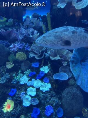 [P07] Dubai Undewater Zoo » foto by AZE
 - 
<span class="allrVoted glyphicon glyphicon-heart hidden" id="av1483338"></span>
<a class="m-l-10 hidden" id="sv1483338" onclick="voting_Foto_DelVot(,1483338,19983)" role="button">șterge vot <span class="glyphicon glyphicon-remove"></span></a>
<a id="v91483338" class=" c-red"  onclick="voting_Foto_SetVot(1483338)" role="button"><span class="glyphicon glyphicon-heart-empty"></span> <b>LIKE</b> = Votează poza</a> <img class="hidden"  id="f1483338W9" src="/imagini/loader.gif" border="0" /><span class="AjErrMes hidden" id="e1483338ErM"></span>