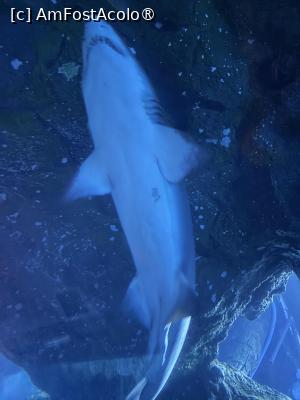 [P09] Dubai Aquarium,rechin » foto by AZE
 - 
<span class="allrVoted glyphicon glyphicon-heart hidden" id="av1483340"></span>
<a class="m-l-10 hidden" id="sv1483340" onclick="voting_Foto_DelVot(,1483340,19983)" role="button">șterge vot <span class="glyphicon glyphicon-remove"></span></a>
<a id="v91483340" class=" c-red"  onclick="voting_Foto_SetVot(1483340)" role="button"><span class="glyphicon glyphicon-heart-empty"></span> <b>LIKE</b> = Votează poza</a> <img class="hidden"  id="f1483340W9" src="/imagini/loader.gif" border="0" /><span class="AjErrMes hidden" id="e1483340ErM"></span>