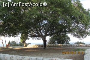 P21 [FEB-2016] Copacul secular din gradina exterioara a manastirii. 