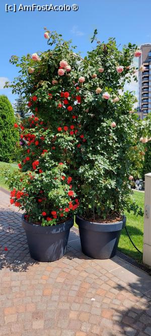 [P87] Grădinile Palas » foto by Carmen Ion
 - 
<span class="allrVoted glyphicon glyphicon-heart hidden" id="av1505506"></span>
<a class="m-l-10 hidden" id="sv1505506" onclick="voting_Foto_DelVot(,1505506,20792)" role="button">șterge vot <span class="glyphicon glyphicon-remove"></span></a>
<a id="v91505506" class=" c-red"  onclick="voting_Foto_SetVot(1505506)" role="button"><span class="glyphicon glyphicon-heart-empty"></span> <b>LIKE</b> = Votează poza</a> <img class="hidden"  id="f1505506W9" src="/imagini/loader.gif" border="0" /><span class="AjErrMes hidden" id="e1505506ErM"></span>