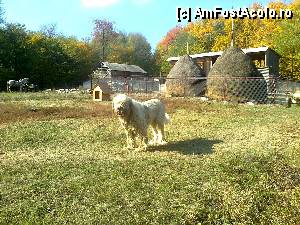 P08 [OCT-2012] La schitul Broşteni  / oaie călugărească sau câine monastic... Schitul Broşteni - oct. 2012