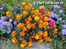 [P40] Iar aceștia sunt câțiva dintre curtenii grădinii cu flori de la Mănăstirea Aninoasa... » foto by mariana.olaru
 - 
<span class="allrVoted glyphicon glyphicon-heart hidden" id="av156797"></span>
<a class="m-l-10 hidden" id="sv156797" onclick="voting_Foto_DelVot(,156797,21248)" role="button">șterge vot <span class="glyphicon glyphicon-remove"></span></a>
<a id="v9156797" class=" c-red"  onclick="voting_Foto_SetVot(156797)" role="button"><span class="glyphicon glyphicon-heart-empty"></span> <b>LIKE</b> = Votează poza</a> <img class="hidden"  id="f156797W9" src="/imagini/loader.gif" border="0" /><span class="AjErrMes hidden" id="e156797ErM"></span>