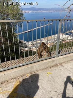 [P03] macaci cu vedere in spate » foto by aurora56
 - 
<span class="allrVoted glyphicon glyphicon-heart hidden" id="av1507677"></span>
<a class="m-l-10 hidden" id="sv1507677" onclick="voting_Foto_DelVot(,1507677,21289)" role="button">șterge vot <span class="glyphicon glyphicon-remove"></span></a>
<a id="v91507677" class=" c-red"  onclick="voting_Foto_SetVot(1507677)" role="button"><span class="glyphicon glyphicon-heart-empty"></span> <b>LIKE</b> = Votează poza</a> <img class="hidden"  id="f1507677W9" src="/imagini/loader.gif" border="0" /><span class="AjErrMes hidden" id="e1507677ErM"></span>