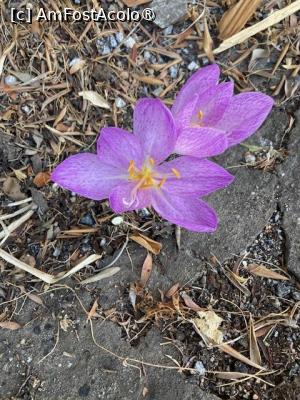 [P07] flori de pe traseu » foto by aurora56
 - 
<span class="allrVoted glyphicon glyphicon-heart hidden" id="av1507681"></span>
<a class="m-l-10 hidden" id="sv1507681" onclick="voting_Foto_DelVot(,1507681,21289)" role="button">șterge vot <span class="glyphicon glyphicon-remove"></span></a>
<a id="v91507681" class=" c-red"  onclick="voting_Foto_SetVot(1507681)" role="button"><span class="glyphicon glyphicon-heart-empty"></span> <b>LIKE</b> = Votează poza</a> <img class="hidden"  id="f1507681W9" src="/imagini/loader.gif" border="0" /><span class="AjErrMes hidden" id="e1507681ErM"></span>