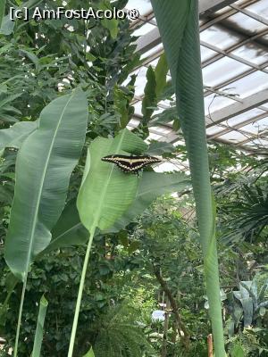 [P27] Fluturi în Mariposario Benalmadena » foto by aurora56
 - 
<span class="allrVoted glyphicon glyphicon-heart hidden" id="av1509157"></span>
<a class="m-l-10 hidden" id="sv1509157" onclick="voting_Foto_DelVot(,1509157,21289)" role="button">șterge vot <span class="glyphicon glyphicon-remove"></span></a>
<a id="v91509157" class=" c-red"  onclick="voting_Foto_SetVot(1509157)" role="button"><span class="glyphicon glyphicon-heart-empty"></span> <b>LIKE</b> = Votează poza</a> <img class="hidden"  id="f1509157W9" src="/imagini/loader.gif" border="0" /><span class="AjErrMes hidden" id="e1509157ErM"></span>
