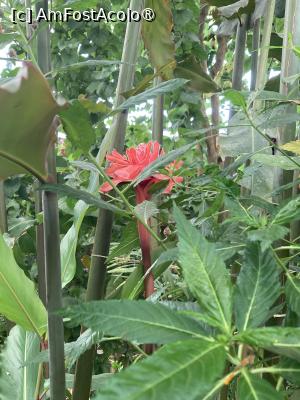 [P28] Floare din sera » foto by aurora56
 - 
<span class="allrVoted glyphicon glyphicon-heart hidden" id="av1509158"></span>
<a class="m-l-10 hidden" id="sv1509158" onclick="voting_Foto_DelVot(,1509158,21289)" role="button">șterge vot <span class="glyphicon glyphicon-remove"></span></a>
<a id="v91509158" class=" c-red"  onclick="voting_Foto_SetVot(1509158)" role="button"><span class="glyphicon glyphicon-heart-empty"></span> <b>LIKE</b> = Votează poza</a> <img class="hidden"  id="f1509158W9" src="/imagini/loader.gif" border="0" /><span class="AjErrMes hidden" id="e1509158ErM"></span>