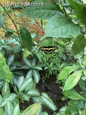 [P30] Fluturi pe frunze » foto by aurora56
 - 
<span class="allrVoted glyphicon glyphicon-heart hidden" id="av1509160"></span>
<a class="m-l-10 hidden" id="sv1509160" onclick="voting_Foto_DelVot(,1509160,21289)" role="button">șterge vot <span class="glyphicon glyphicon-remove"></span></a>
<a id="v91509160" class=" c-red"  onclick="voting_Foto_SetVot(1509160)" role="button"><span class="glyphicon glyphicon-heart-empty"></span> <b>LIKE</b> = Votează poza</a> <img class="hidden"  id="f1509160W9" src="/imagini/loader.gif" border="0" /><span class="AjErrMes hidden" id="e1509160ErM"></span>