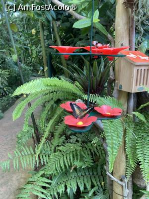 [P31] Fluture pe floare » foto by aurora56
 - 
<span class="allrVoted glyphicon glyphicon-heart hidden" id="av1509161"></span>
<a class="m-l-10 hidden" id="sv1509161" onclick="voting_Foto_DelVot(,1509161,21289)" role="button">șterge vot <span class="glyphicon glyphicon-remove"></span></a>
<a id="v91509161" class=" c-red"  onclick="voting_Foto_SetVot(1509161)" role="button"><span class="glyphicon glyphicon-heart-empty"></span> <b>LIKE</b> = Votează poza</a> <img class="hidden"  id="f1509161W9" src="/imagini/loader.gif" border="0" /><span class="AjErrMes hidden" id="e1509161ErM"></span>