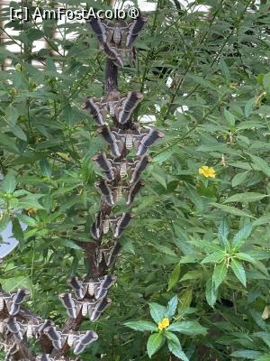 [P38] Fluturi mulți pe o creanga » foto by aurora56
 - 
<span class="allrVoted glyphicon glyphicon-heart hidden" id="av1509168"></span>
<a class="m-l-10 hidden" id="sv1509168" onclick="voting_Foto_DelVot(,1509168,21289)" role="button">șterge vot <span class="glyphicon glyphicon-remove"></span></a>
<a id="v91509168" class=" c-red"  onclick="voting_Foto_SetVot(1509168)" role="button"><span class="glyphicon glyphicon-heart-empty"></span> <b>LIKE</b> = Votează poza</a> <img class="hidden"  id="f1509168W9" src="/imagini/loader.gif" border="0" /><span class="AjErrMes hidden" id="e1509168ErM"></span>