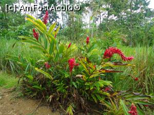 [P04] alte plante de pe marginea drumului » foto by buterfly*
 - 
<span class="allrVoted glyphicon glyphicon-heart hidden" id="av829171"></span>
<a class="m-l-10 hidden" id="sv829171" onclick="voting_Foto_DelVot(,829171,21292)" role="button">șterge vot <span class="glyphicon glyphicon-remove"></span></a>
<a id="v9829171" class=" c-red"  onclick="voting_Foto_SetVot(829171)" role="button"><span class="glyphicon glyphicon-heart-empty"></span> <b>LIKE</b> = Votează poza</a> <img class="hidden"  id="f829171W9" src="/imagini/loader.gif" border="0" /><span class="AjErrMes hidden" id="e829171ErM"></span>