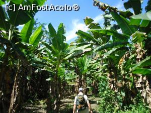 [P05] la pas prin plantatia de banani » foto by buterfly*
 - 
<span class="allrVoted glyphicon glyphicon-heart hidden" id="av830482"></span>
<a class="m-l-10 hidden" id="sv830482" onclick="voting_Foto_DelVot(,830482,21292)" role="button">șterge vot <span class="glyphicon glyphicon-remove"></span></a>
<a id="v9830482" class=" c-red"  onclick="voting_Foto_SetVot(830482)" role="button"><span class="glyphicon glyphicon-heart-empty"></span> <b>LIKE</b> = Votează poza</a> <img class="hidden"  id="f830482W9" src="/imagini/loader.gif" border="0" /><span class="AjErrMes hidden" id="e830482ErM"></span>