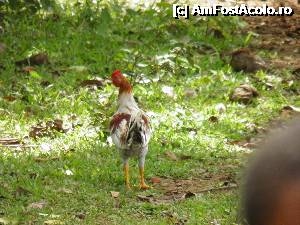 [P58] cocos de Dominicana » foto by barbu minel
 - 
<span class="allrVoted glyphicon glyphicon-heart hidden" id="av343324"></span>
<a class="m-l-10 hidden" id="sv343324" onclick="voting_Foto_DelVot(,343324,21310)" role="button">șterge vot <span class="glyphicon glyphicon-remove"></span></a>
<a id="v9343324" class=" c-red"  onclick="voting_Foto_SetVot(343324)" role="button"><span class="glyphicon glyphicon-heart-empty"></span> <b>LIKE</b> = Votează poza</a> <img class="hidden"  id="f343324W9" src="/imagini/loader.gif" border="0" /><span class="AjErrMes hidden" id="e343324ErM"></span>