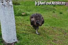 [P20]  -- <small>// FĂRĂ DESCRIERE</small> » foto by Arinuca
 - 
<span class="allrVoted glyphicon glyphicon-heart hidden" id="av293213"></span>
<a class="m-l-10 hidden" id="sv293213" onclick="voting_Foto_DelVot(,293213,21384)" role="button">șterge vot <span class="glyphicon glyphicon-remove"></span></a>
<a id="v9293213" class=" c-red"  onclick="voting_Foto_SetVot(293213)" role="button"><span class="glyphicon glyphicon-heart-empty"></span> <b>LIKE</b> = Votează poza</a> <img class="hidden"  id="f293213W9" src="/imagini/loader.gif" border="0" /><span class="AjErrMes hidden" id="e293213ErM"></span>