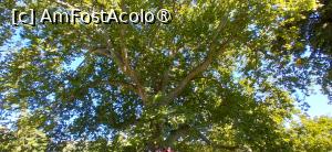 [P08] coroana mareata a pplatanului » foto by Yolanda
 - 
<span class="allrVoted glyphicon glyphicon-heart hidden" id="av1543659"></span>
<a class="m-l-10 hidden" id="sv1543659" onclick="voting_Foto_DelVot(,1543659,21385)" role="button">șterge vot <span class="glyphicon glyphicon-remove"></span></a>
<a id="v91543659" class=" c-red"  onclick="voting_Foto_SetVot(1543659)" role="button"><span class="glyphicon glyphicon-heart-empty"></span> <b>LIKE</b> = Votează poza</a> <img class="hidden"  id="f1543659W9" src="/imagini/loader.gif" border="0" /><span class="AjErrMes hidden" id="e1543659ErM"></span>
