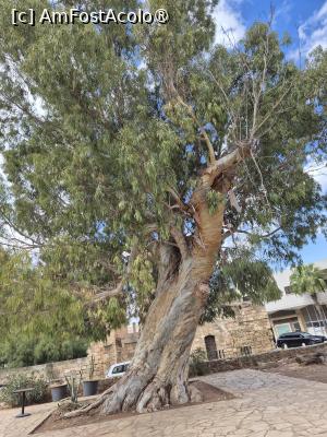 [P28] Famagusta - în curtea palatului » foto by ANILU
 - 
<span class="allrVoted glyphicon glyphicon-heart hidden" id="av1506997"></span>
<a class="m-l-10 hidden" id="sv1506997" onclick="voting_Foto_DelVot(,1506997,21413)" role="button">șterge vot <span class="glyphicon glyphicon-remove"></span></a>
<a id="v91506997" class=" c-red"  onclick="voting_Foto_SetVot(1506997)" role="button"><span class="glyphicon glyphicon-heart-empty"></span> <b>LIKE</b> = Votează poza</a> <img class="hidden"  id="f1506997W9" src="/imagini/loader.gif" border="0" /><span class="AjErrMes hidden" id="e1506997ErM"></span>