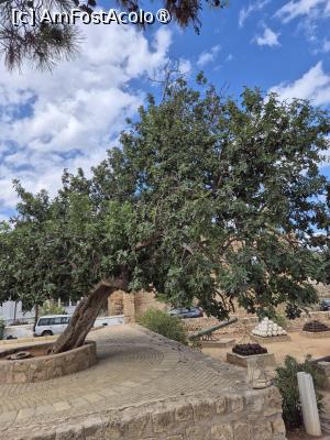 [P29] Famagusta - orbore de roșcove, în curtea palatului » foto by ANILU
 - 
<span class="allrVoted glyphicon glyphicon-heart hidden" id="av1506998"></span>
<a class="m-l-10 hidden" id="sv1506998" onclick="voting_Foto_DelVot(,1506998,21413)" role="button">șterge vot <span class="glyphicon glyphicon-remove"></span></a>
<a id="v91506998" class=" c-red"  onclick="voting_Foto_SetVot(1506998)" role="button"><span class="glyphicon glyphicon-heart-empty"></span> <b>LIKE</b> = Votează poza</a> <img class="hidden"  id="f1506998W9" src="/imagini/loader.gif" border="0" /><span class="AjErrMes hidden" id="e1506998ErM"></span>