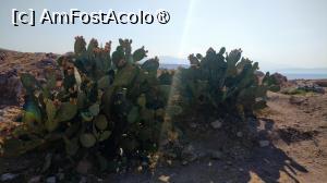 [P08] Cactuși crescuți în interiorul Fortezzei. » foto by ovidiuyepi
 - 
<span class="allrVoted glyphicon glyphicon-heart hidden" id="av1435386"></span>
<a class="m-l-10 hidden" id="sv1435386" onclick="voting_Foto_DelVot(,1435386,21565)" role="button">șterge vot <span class="glyphicon glyphicon-remove"></span></a>
<a id="v91435386" class=" c-red"  onclick="voting_Foto_SetVot(1435386)" role="button"><span class="glyphicon glyphicon-heart-empty"></span> <b>LIKE</b> = Votează poza</a> <img class="hidden"  id="f1435386W9" src="/imagini/loader.gif" border="0" /><span class="AjErrMes hidden" id="e1435386ErM"></span>