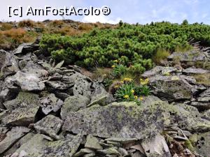 [P18] Vârful Pietrosul Călimanilor(2102m) cel mai înalt vârf vulcanic din M-ții Călimani și Vârful Negoiu Unguresc (2081m) » foto by Dana2008
 - 
<span class="allrVoted glyphicon glyphicon-heart hidden" id="av1180424"></span>
<a class="m-l-10 hidden" id="sv1180424" onclick="voting_Foto_DelVot(,1180424,21597)" role="button">șterge vot <span class="glyphicon glyphicon-remove"></span></a>
<a id="v91180424" class=" c-red"  onclick="voting_Foto_SetVot(1180424)" role="button"><span class="glyphicon glyphicon-heart-empty"></span> <b>LIKE</b> = Votează poza</a> <img class="hidden"  id="f1180424W9" src="/imagini/loader.gif" border="0" /><span class="AjErrMes hidden" id="e1180424ErM"></span>