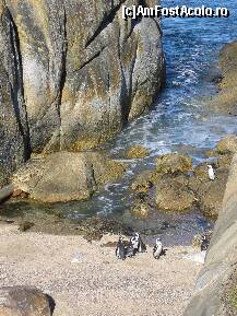 P18 [JAN-2009] la Rezervatia de pinguini africani (sunt de statura mai mica cca 50cm inaltime )