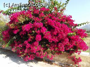 [P04] Bougainvillea de Argostoli » foto by irinad
 - 
<span class="allrVoted glyphicon glyphicon-heart hidden" id="av798560"></span>
<a class="m-l-10 hidden" id="sv798560" onclick="voting_Foto_DelVot(,798560,21772)" role="button">șterge vot <span class="glyphicon glyphicon-remove"></span></a>
<a id="v9798560" class=" c-red"  onclick="voting_Foto_SetVot(798560)" role="button"><span class="glyphicon glyphicon-heart-empty"></span> <b>LIKE</b> = Votează poza</a> <img class="hidden"  id="f798560W9" src="/imagini/loader.gif" border="0" /><span class="AjErrMes hidden" id="e798560ErM"></span>